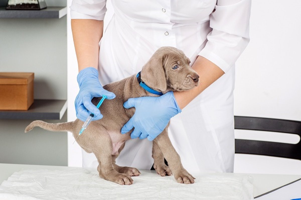 Imaxio firma un accordo per lo sviluppo di un vaccino per la salute animale