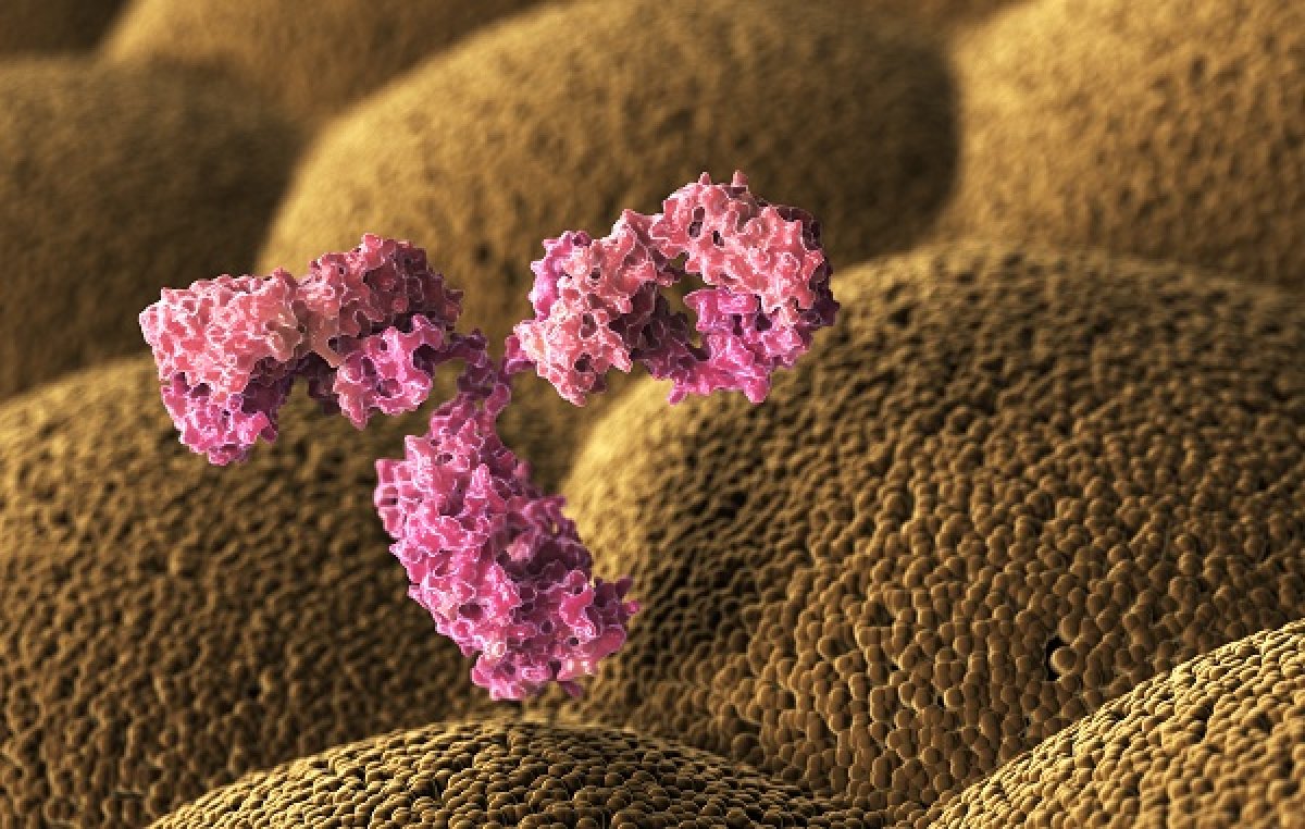 MorphoSys raggiunge il suo 2ème obiettivo in un programma di anticorpi terapeutici