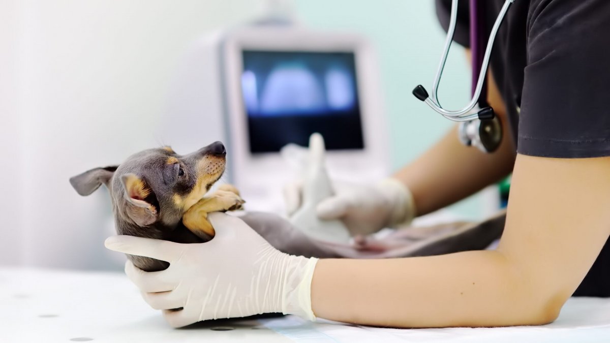 Siemens Healthineers lancia una gamma di ecografi per il mercato veterinario